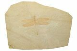 Jurassic-Aged Fossil Dragonfly - Solnhofen Limestone #227333-1